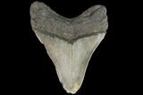 Bargain, Megalodon Tooth - North Carolina #83896-2